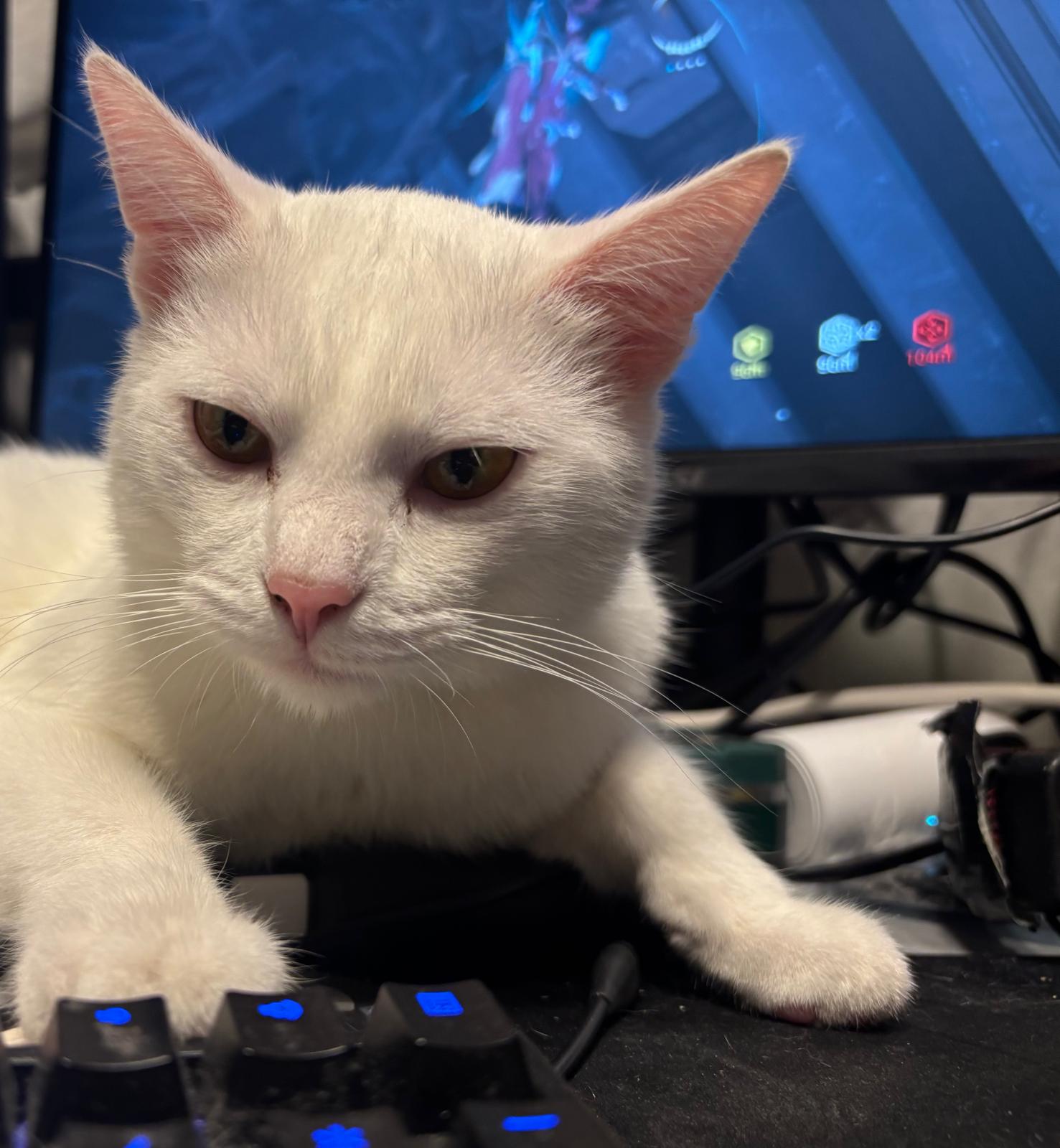 Ruma placing his paws on a keyboard while watching his human's monitor